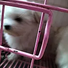 喜欢宠物家联系