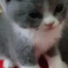 蓝白猫