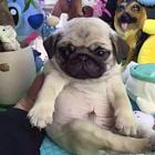 纯种巴哥多少钱一只巴哥犬好养吗 身上臭不臭巴哥价