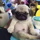 纯种巴哥多少钱一只巴哥犬好养吗 身上臭不臭巴哥价
