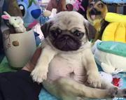 纯种巴哥多少钱一只巴哥犬好养吗 身上臭不臭巴哥价