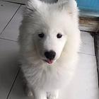 楚雄萨摩耶犬舍位置 本地萨摩耶犬舍地址在哪儿