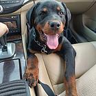 出售罗威纳犬