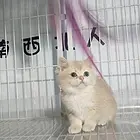 金渐层