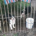 澳大利亚牧羊犬成犬出售