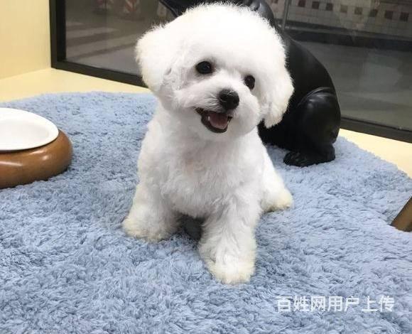 北京市出售白色卷毛比熊犬 纯种法系比熊犬多少钱一只