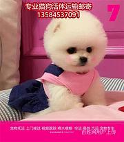 南宁 宠物托运（猫狗柴犬）邮寄快递2022（宠物活体运输)今