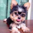 岳阳（出售）约克夏幼犬哪里买 狗场出售纯种约克夏幼犬
