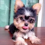 周口（出售）约克夏幼犬哪里买 狗场出售纯种约克夏幼犬