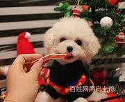 黄冈上哪家店可以买到泰迪泰迪得多少钱