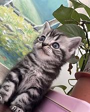 鞍山高价收猫 收纯种猫咪 爱心收猫 收长短毛猫