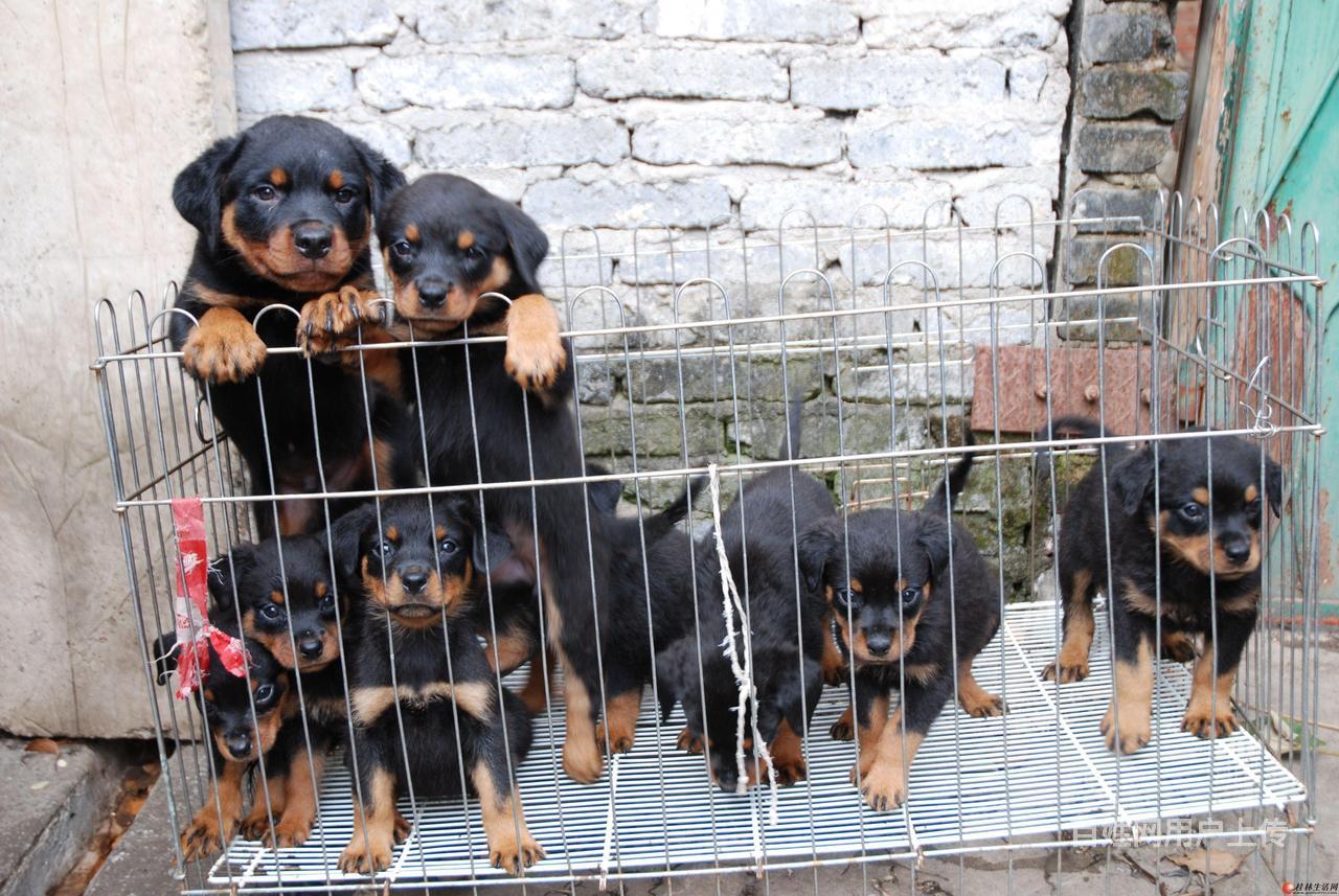 什么地方有出售护卫犬罗威纳犬的罗威纳什么价格