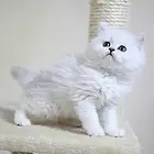 金华纯种金吉拉猫舍 正规猫舍家庭式繁育