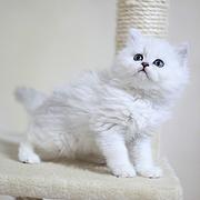潜江纯种金吉拉猫舍 正规猫舍家庭式繁育