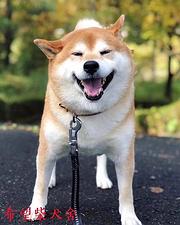 池州如何挑选纯种柴犬，柴犬靠谱商家