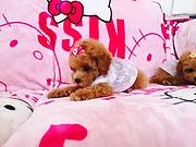 新乡宠物店卖茶杯犬，茶杯犬幼犬一只多少钱