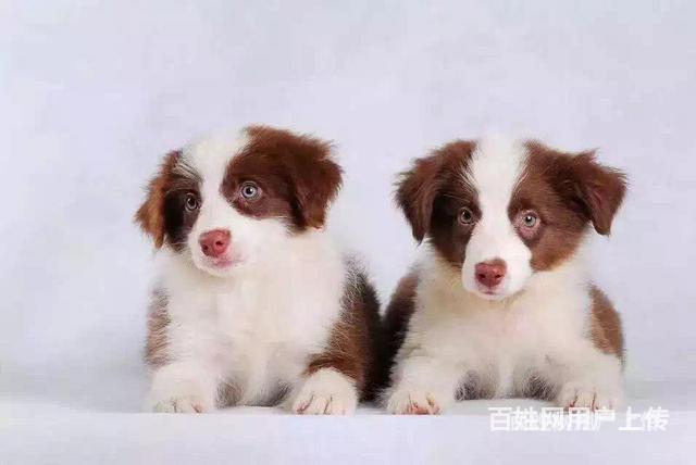 阿拉善支持上门看知名泰迪犬舍的图片