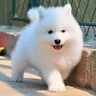 【CKU犬舍】池州靠谱萨摩耶犬舍  健康纯种保养活