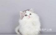 河南安阳纯种纯白拿破仑幼猫猫舍特惠