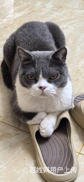 宠物猫求养的图片