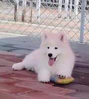 青岛本地萨摩耶犬舍，本地萨摩耶在哪里