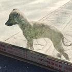 格惠犬