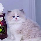 四川达州精品双血统布偶猫包邮出售