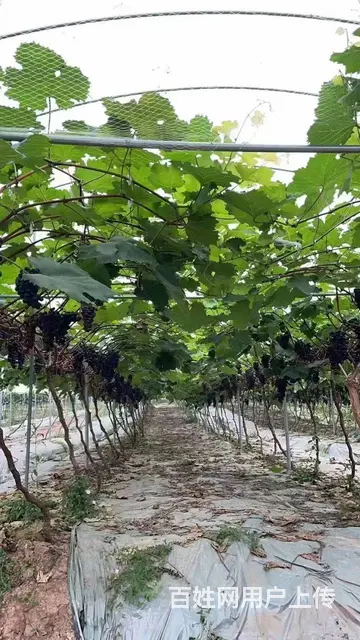 XSY 简阳市53亩葡萄种植园带5亩鱼塘大型农场转让或合作的图片