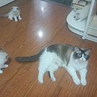 布偶猫出售