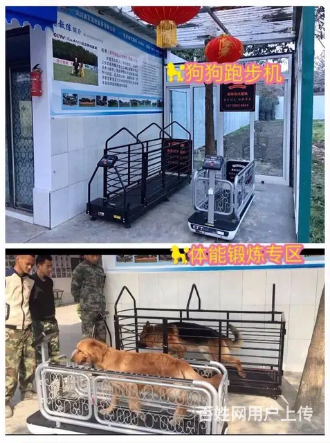 训犬需要多少钱_到 勇军训犬学校 标准化犬只训练基的图片