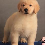 吕梁哪里有卖宠物犬金毛 金毛多少钱一只