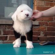 【货到付款】通化古牧多少钱一只 古牧犬血统好吗