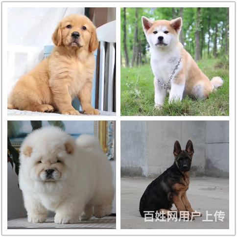 威海狗狗大型养殖场如何挑选狗狗的图片