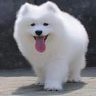 售纯种奥版萨摩幼犬 小萨 萨摩耶幼犬