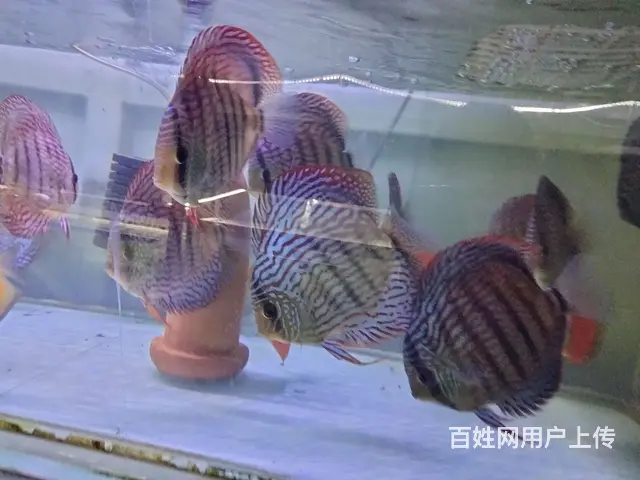 七彩德松大雏的图片