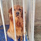 狗狗