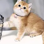 黄石精灵可爱的渐层猫活泼黏人做过疫苗找新家啦