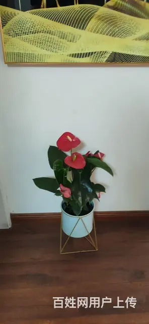 徐州市花卉绿植出售 - 图片 2