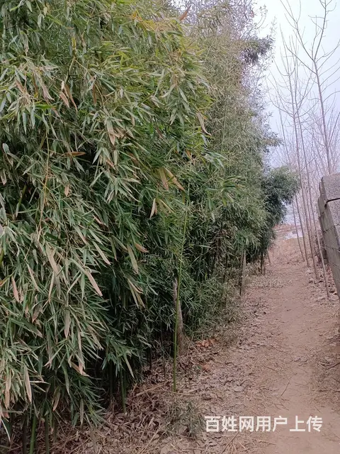有要竹子的吗？ - 图片 2
