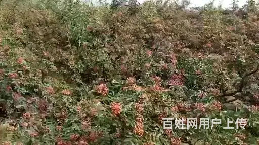 韩城大红袍花椒苗基地，陕西哪里有出售卖无刺黄盖花椒苗批发 - 图片 4