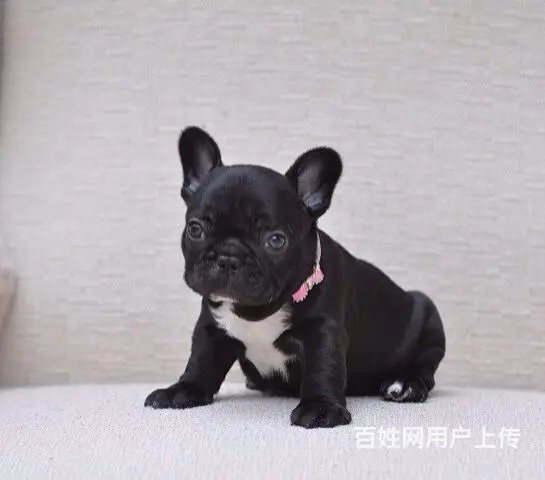 沈阳哪里有基地直销高品质法国斗牛犬出售，公母均有多 - 图片 1