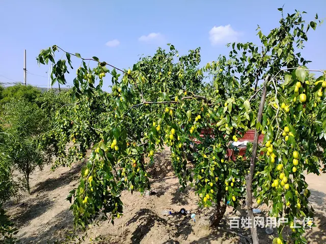 转让3亩大枣树果园，6亩田地，能进车价格面议 - 图片 4
