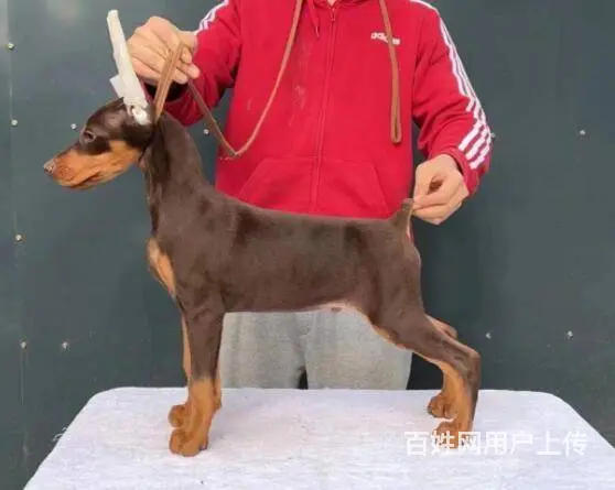德系杜宾犬 出售高品质杜宾幼犬 - 图片 4