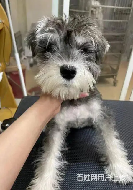 纯种雪纳瑞幼犬小狗 可爱椒盐雪纳瑞 身体健康找新家 - 图片 9
