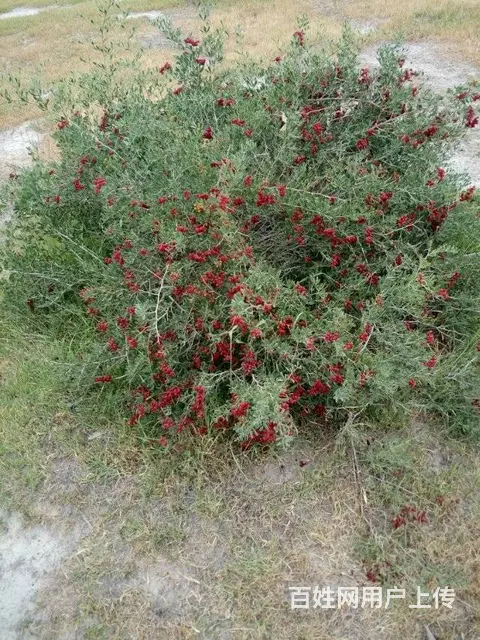 新疆白刺果种植基地 白刺果种子市场价格 人工种植白 - 图片 6