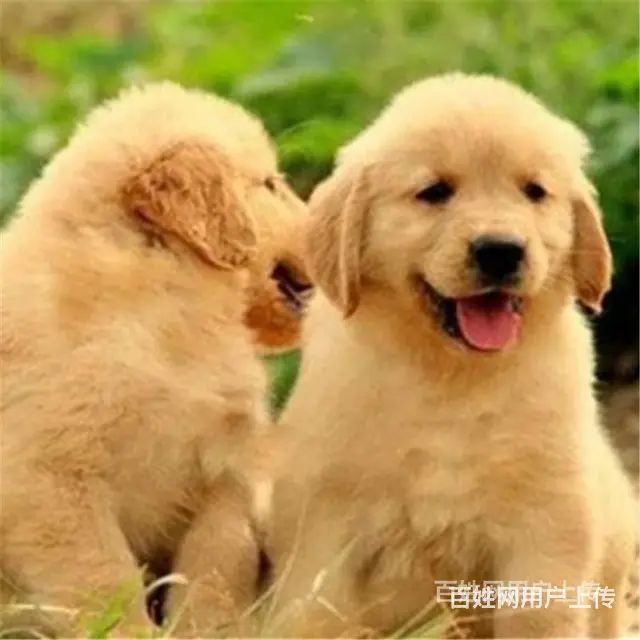 宿迁靠谱金毛犬舍金毛在养户手里价格 - 图片 5