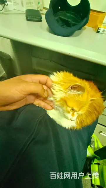 赠送猫咪自己过来取 - 图片 1