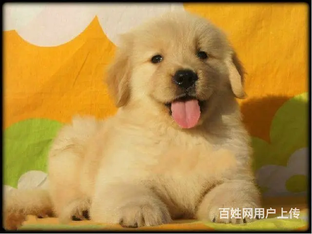 赛级品质/金毛宝宝/狗场直销/纯种健康签订协议 - 图片 4