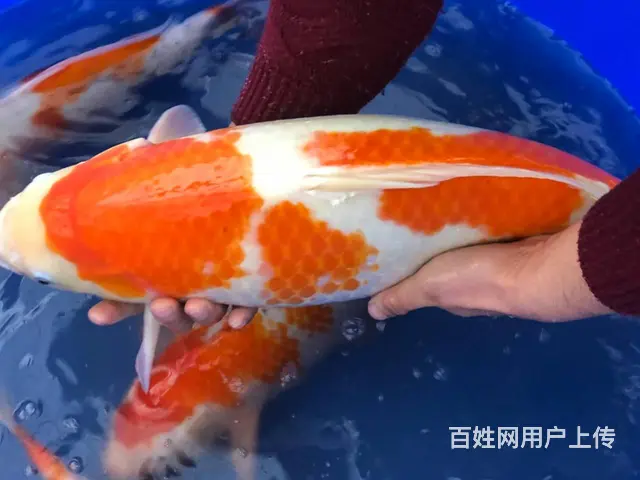 苏州渔乐日本锦鲤养殖场 - 图片 2
