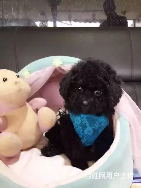 高端泰迪犬幼犬，三针齐全保健康，可送货上门 - 图片 6